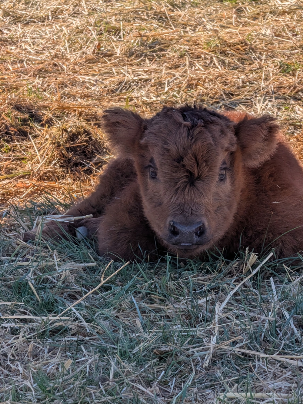 Bracchitta’s Baby