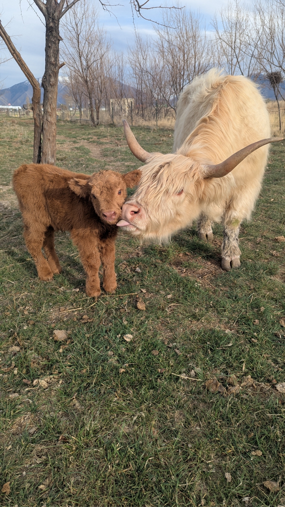 Oatmeal’s Baby